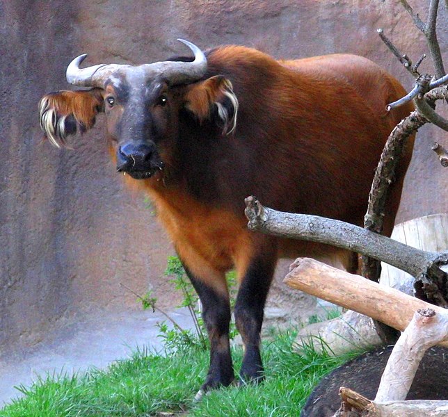 File:African Forest Buffalo.jpg