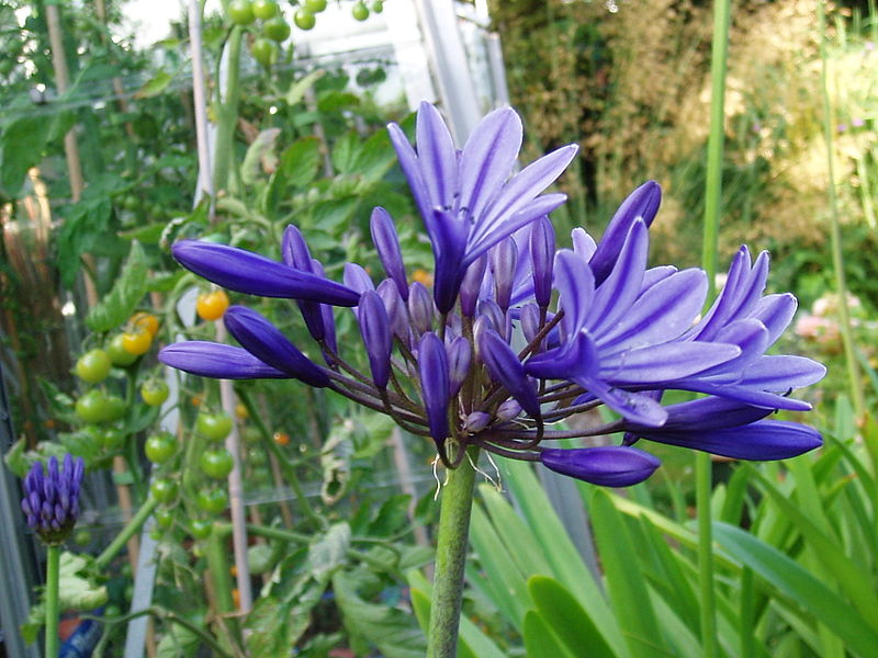 File:Agapanthus Midnight Star.jpg