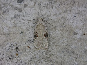 Agonopterix alstromeriana.jpg