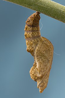 Gulf fritillary Wikipedia