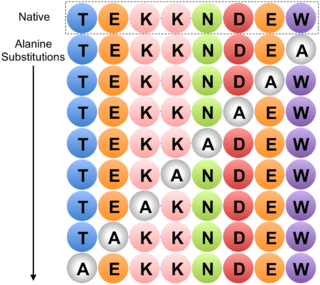 <span class="mw-page-title-main">Alanine scanning</span> Molecular biology technique