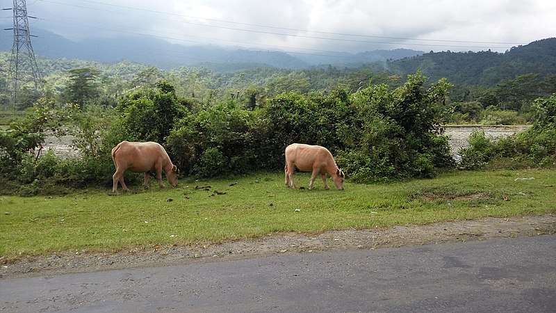 File:Albino Buffalo.jpg