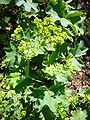 Kale vrouwenmantel (Alchemilla glabra)