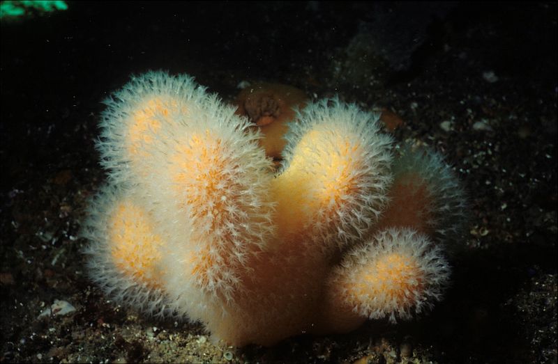 File:Alcyonium digitatum tegelskär 0892.jpg