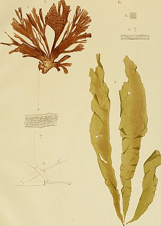 <i>Stypopodium</i> Genus of brown algae