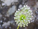 Allium guttatum subsp.  sardoum Enfoque 2011-6-25 SierraMadrona.jpg