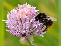 Allium schoenoprasum - Bombus lapidarius - Tootsi.jpg