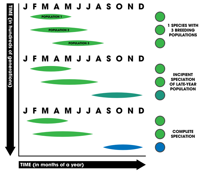 File:Allochronic speciation.svg