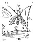 Vignette pour Allodia pallipes