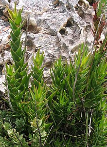 Aloe juddii - Agulhas Burnu - Güney Afrika 7.JPG