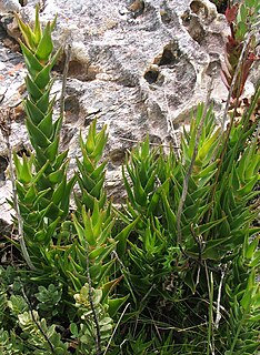 <i>Aloiampelos juddii</i> Species of flowering plant
