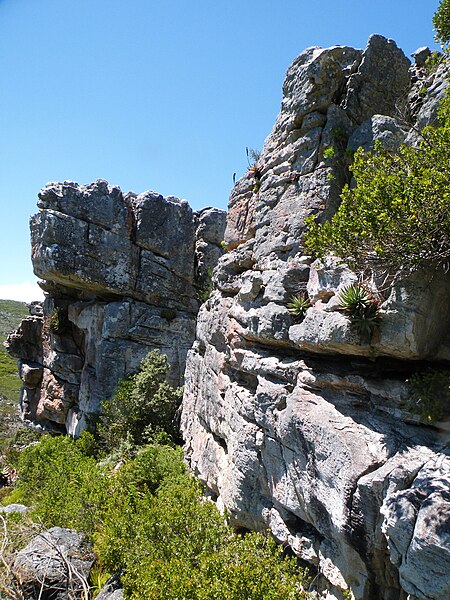 File:Aloe succotrina - Colony of several Fynbos Aloes on cliff face - SA.jpg