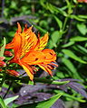 Alstroemeria aurea ‘Orange King’