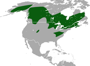 American Pygmy Shrew area.png