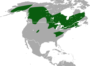 American Pygmy Shrew area.png