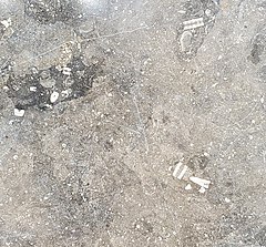 File:Americus Limestone finished as Tuxedo Grey - flooring.jpg (Category:Crinoidea fossils)