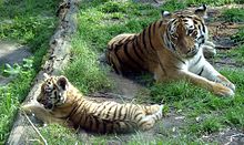 A tigress with cub in captivity in DierenPark Amersfoort Amersfoort Zoo Siberian Tigers.jpg