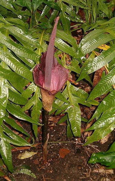 File:Amorphophallus konjac BotGardDresden070219InflorescenceB.jpg