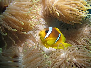 Amphiprion Bicinctus: Phạm vi phân bố và môi trường sống, Mô tả, Sinh thái học