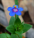 Anagallis arvensis, Israel