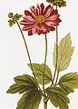 Anemone hupehensis (1845)