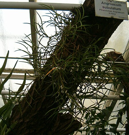 Angraecum subulatum