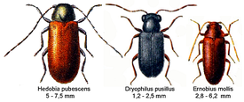 Hedobia pubescens слева, Dryophilus pusillus средний и Ernobius mollis (Ernobiinae)
