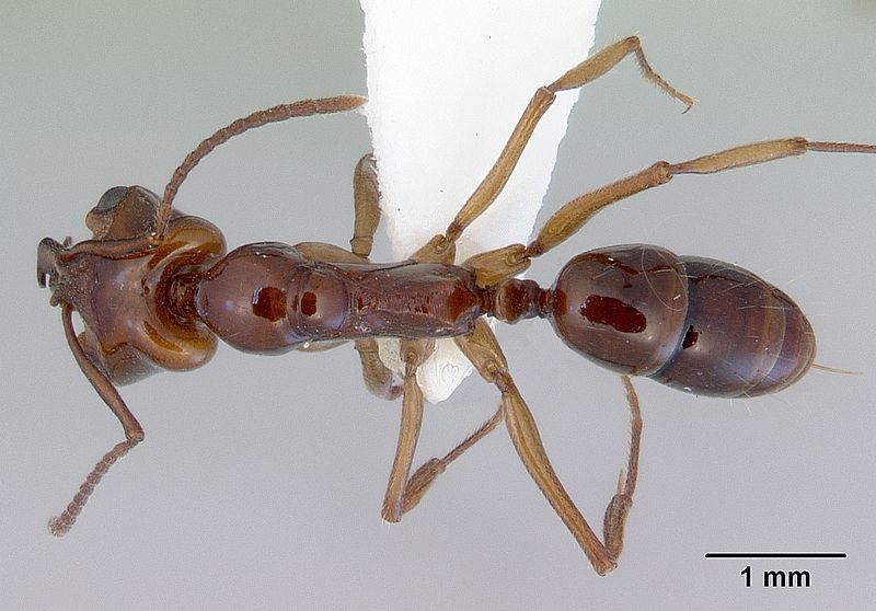 File:Anochetus armstrongi casent0172378 dorsal 1.jpg