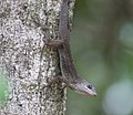 Vignette pour Anolis nelsoni