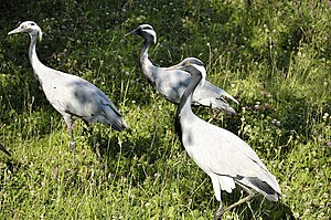 Maagd kraanvogel (Anthropoides virgo)