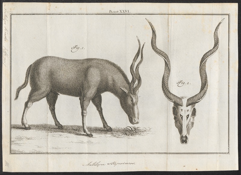 File:Antilope kudu - 1700-1880 - Print - Iconographia Zoologica - Special Collections University of Amsterdam - UBA01 IZ21400159.tif