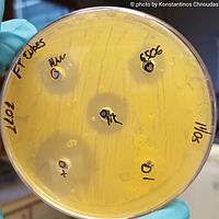 Cyanobacteria extracts inhibiting the growth of Micrococcus luteus Antimicrobial assay - Inhibition zones .jpg