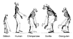 Ape skeletons.png