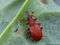 Apion frumentarium (Linnaeus, 1758)