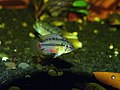 Apistogramma hongsloi