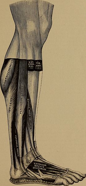 File:Applied anatomy and kinesiology (1917) (14767125192).jpg