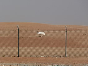 Arab Oryx Sanctuary.jpg