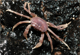 Arachnothelphusa sarang