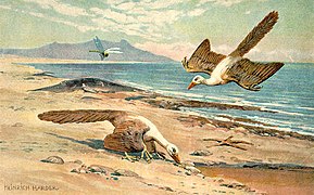 Representación desactualizada de Archaeopteryx por Heinrich Harder (1916)
