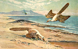 <span class="mw-page-title-main">Archaeornithes</span> Extinct group of reptile-like birds