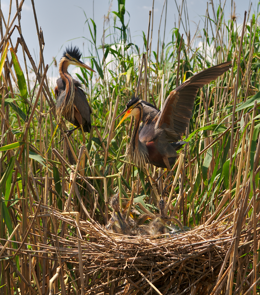 File:Ardea purpurea-0.png