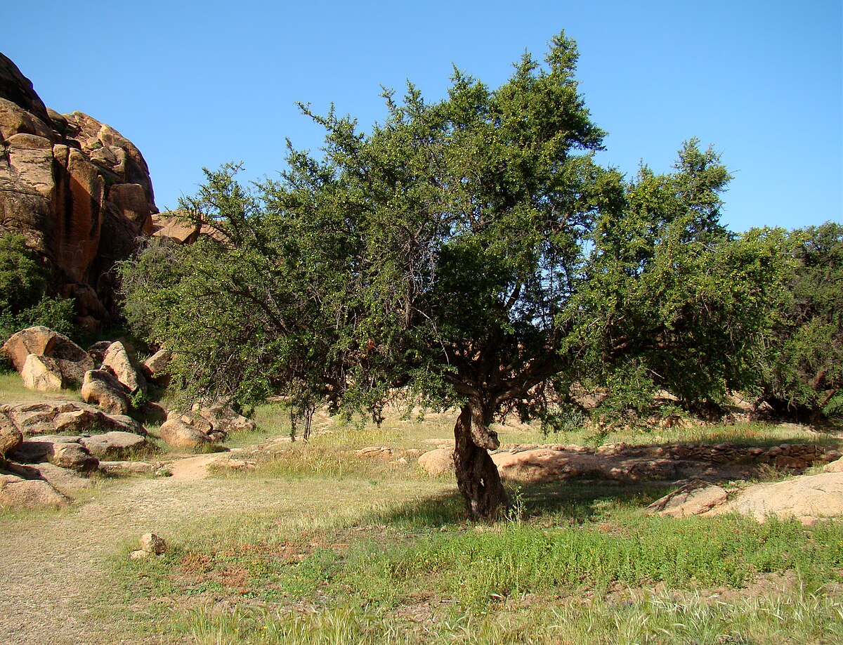 Rezultat slika za argan tree