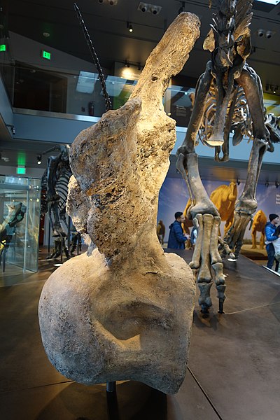 File:Argentinosaurus dorsal LA County Museum 3.jpg