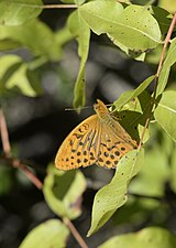 Argynnis paphia (Tabac d'Espagne, mâle)