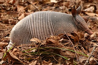 Nine-banded armadillo (Dasypus novemcinctus) at Silver River State Park, Florida.