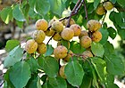 Armeniaca vulgaris Wild Apricot ჭერამი.jpg