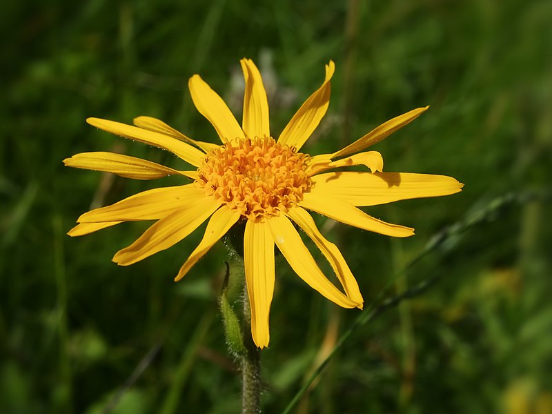 File:Arnica montana (flower head).jpg