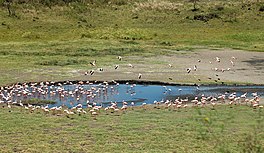 Small lake with many flamingos.