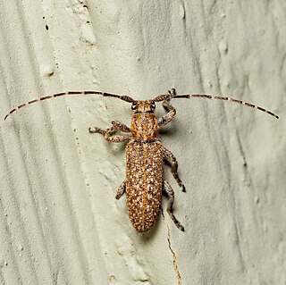 <i>Ataxia hubbardi</i> Species of beetle