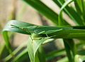 * Nomination Long-headed grasshopper Atractomorpha lata male. --Joydeep 17:00, 15 June 2014 (UTC) * Promotion Good quality. --Cccefalon 18:04, 15 June 2014 (UTC)